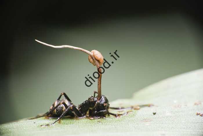 مورچه با قارچ