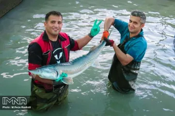 تهران وکیل