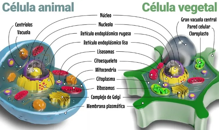 What do animals eatanimal diets